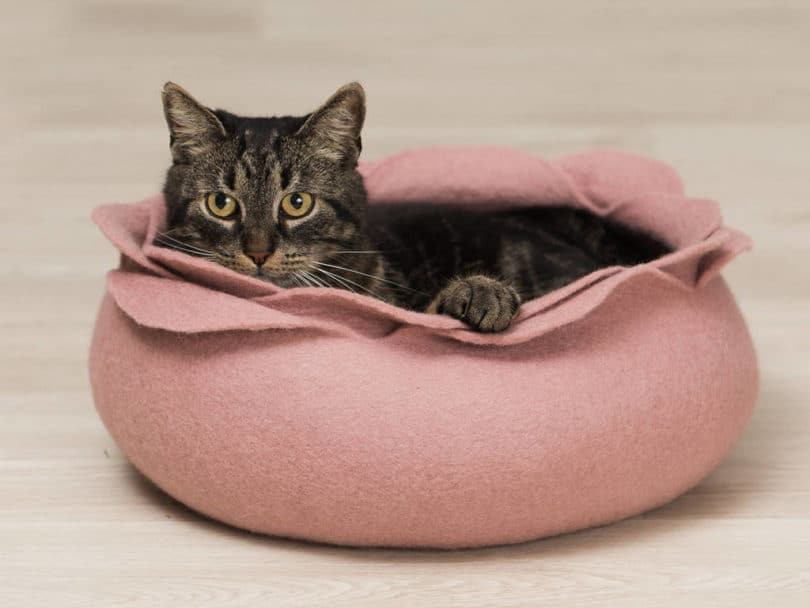 Panier pour chat : quel modèle choisir ? en mai 2021