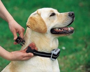 mettre un collier anti fugue au chien