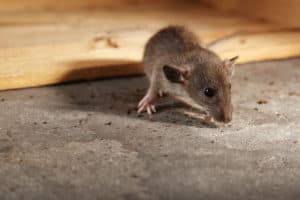 rat petite