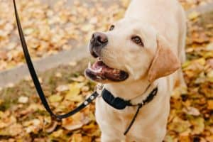 chien avec un collier anti fugue