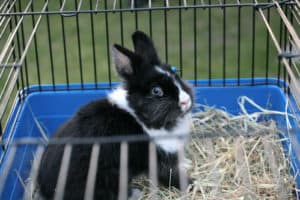 lapin dans une cage