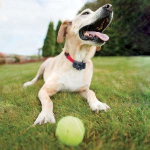 chien avec un collier anti fugue et une balle