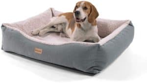 chien sur un panier pour chien