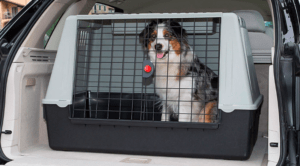 transport pour chien en plastique