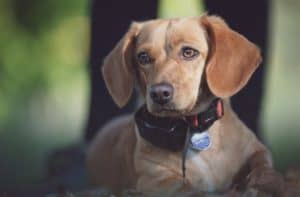 petit chien avec un collier anti fugue grand