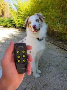 chien avec collier de dressage pour chien et un télécommande