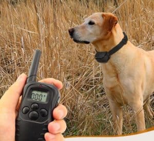 telecommande et chien avec collier de dressage pour chien