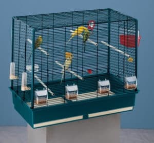 cage à oiseaux moderne