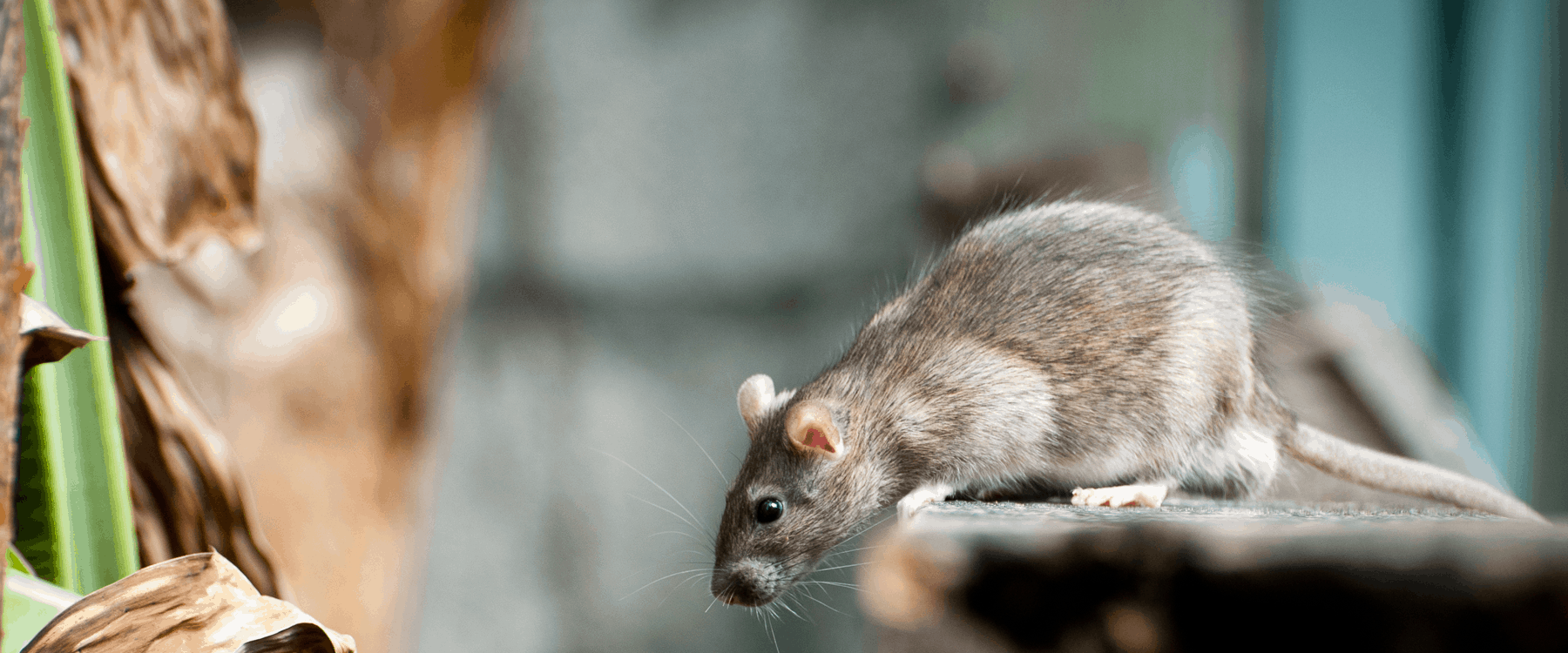 rat