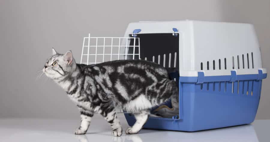 chat en sortint d'un transport pour chat 