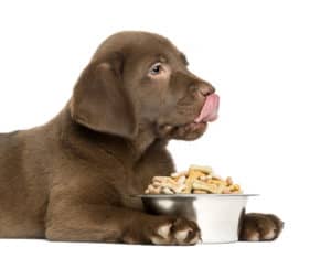 petit chien avec croquettes pour chien