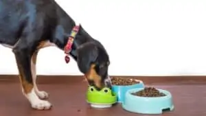chien mangeant croquettes pour chien