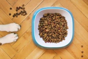 bol avec croquettes pour chien