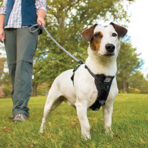 petit chien avec harnais pour chien