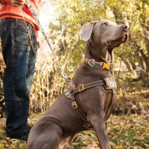 grand chien avec harnais pour chien