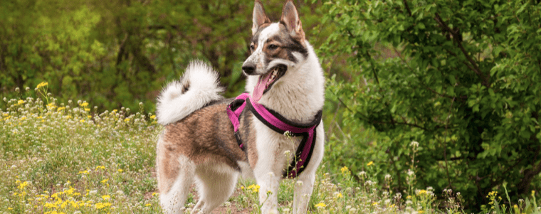 chien avec harnais