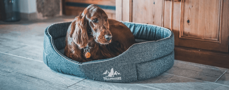 chien dans un panier pour chien