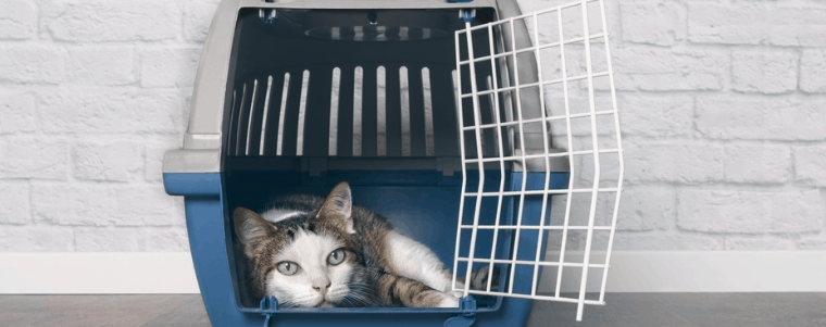 transport pour chat en plastique