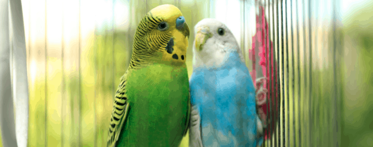 oiseaux dans une cage