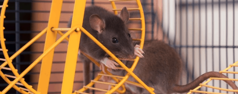 jouet d'une cage de rat