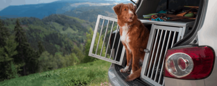 transport pour chien dans la voiture