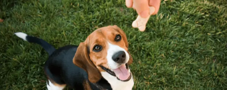 chien en attendant une croquette pour chien