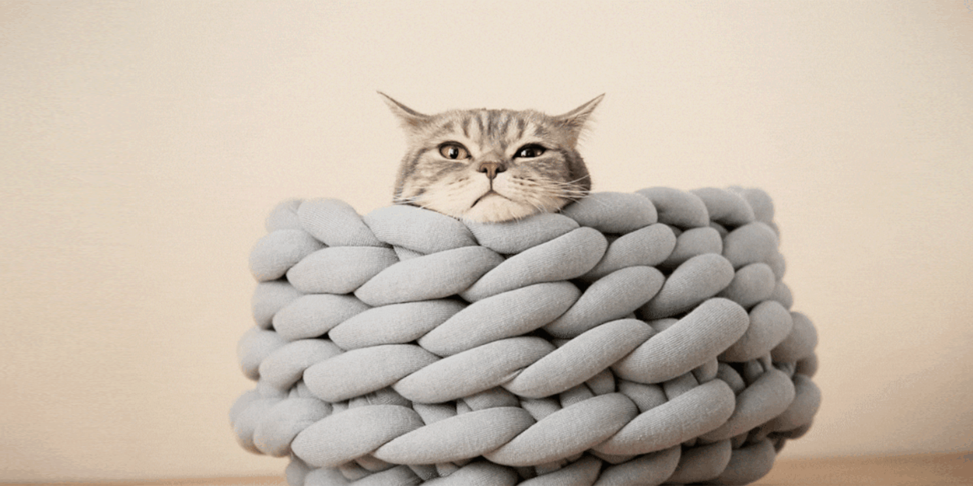 panier pour chat grande avec un chat
