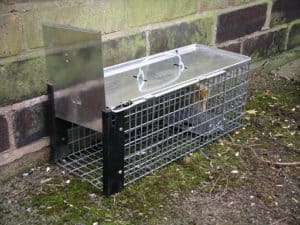 piège à rats dehors