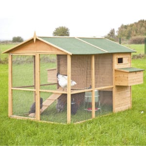 Poulailler avec poulets