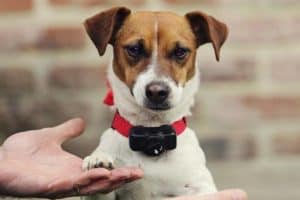 petit chien avec un collier anti fugue rouge