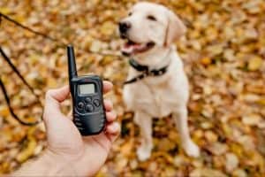 telecommande d'un collier de dressage pour chien