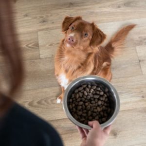 femme avec croquettes pour chien