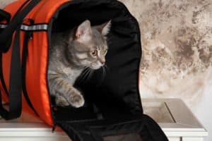 transport pour chat petit