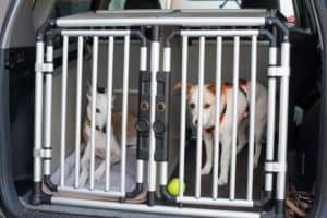 transport pour chien grand