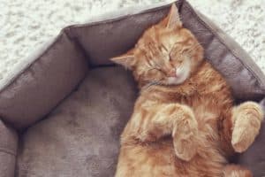 chat grand dans un panier pour chat 