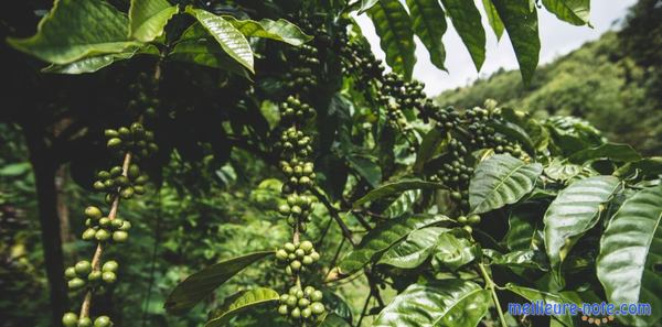 des cafés verts dans des arbustes