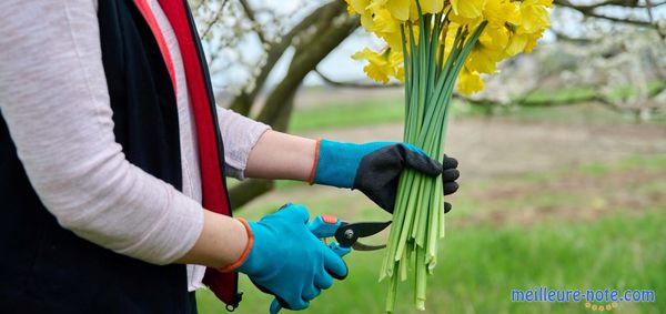 Un personne qui coupe des fleurs