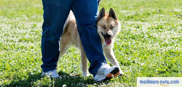 un chien avec un éducateur