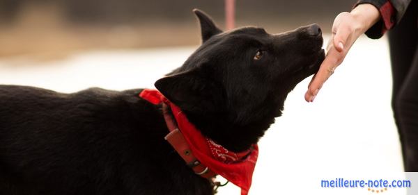 un chien noir avec sa maitresse