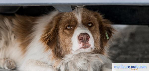 un beau chien sous une voiture