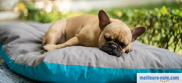 un chien bulldog dort sur son coussin