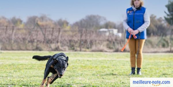 une professionnelle dresse un chien