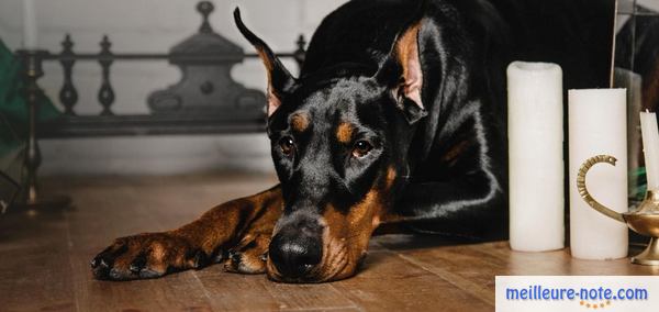 un chien doberman se repose seul