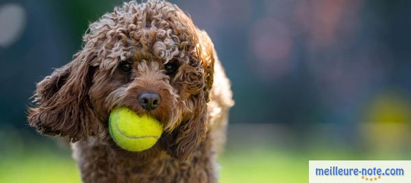un chien joue avec une ball