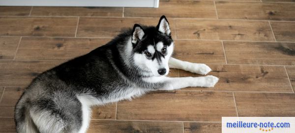 un chien assis devant la porte