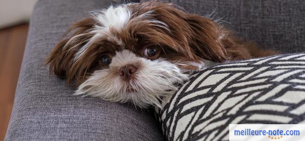 un chien dort dans un salon