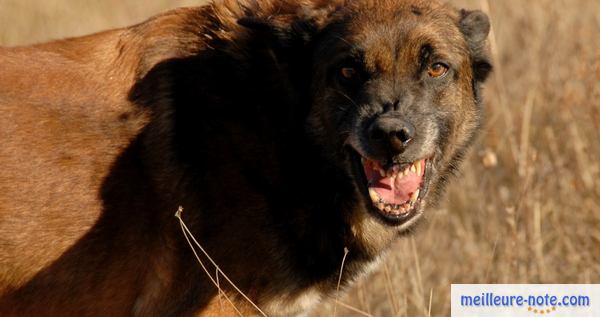 un chien méchant à l'extérieur