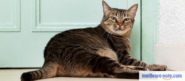 un chat à l'intérieur de la maison