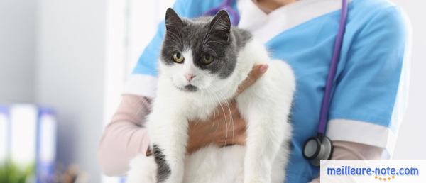 un beau chat chez le vétérinaire