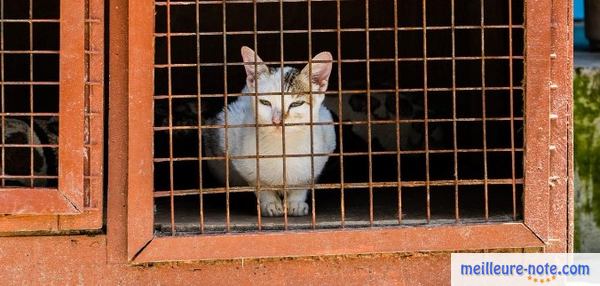 un chat blanc dans un cage
